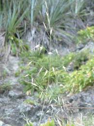 Image result for Grona barbata