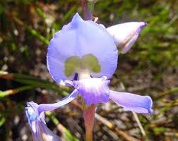 Image result for Disa fragrans