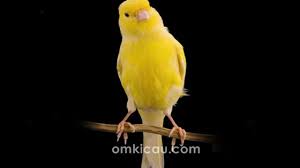 Kenari nuts are harvested from wild kenari trees which are abundantly grown on fertile soil of remote active volcanic islands across the spice islands region. Aneka Suara Burung Kenari Waterslager Untuk Masteran Om Kicau