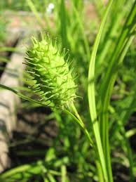 Image result for Carex angolensis
