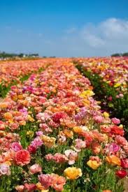 Located in north san diego county, a region with a rich history of growing flowers going back to the 1940's. Summer Bucket List 2021 3 Summer Bucket Lists Summer Bucket Summer Aesthetic