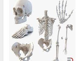 Ketiga bagian rangka tubuh yaitu rangka kepala, rangka badan, dan rangka anggota gerak. Sistem Rangka Manusia Tersusun Atas Tiga Bagian Sebutkan Nomor Bagian Penyusun Sistem Rangka Brainly Co Id