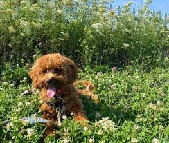 We have over 4,000 rescue organizations listed in our database with over 100,000 adoptable rescue dogs and puppies between them. Cavapoo Puppies For Adoption Home Facebook