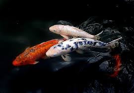 The grade aa select koi have the same coverage of orange, but greater intensity. Colorful Fishes Lake Animal Koi Fish Close Up Pond Wild Carp Pxfuel