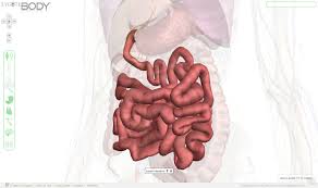 Resultado de imagem para zygote body