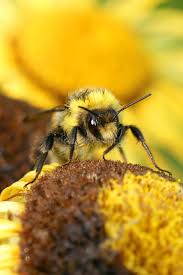 Image result for Bombus bohemicus