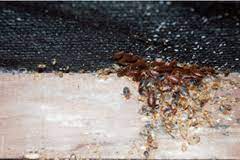 One clearer sign of pest infestation is the presence of their webs or nests. How To Find Pest Infestations In Your Building Assured Environments