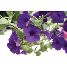 This variety is quite tolerant of the heat and will look great even during the hottest days of summer. Blue Wave Petunia