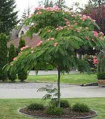 Albizia Julibrissin Mimosa Silk Tree 24 Box Standard In 2021 Garden Trees Garden Shrubs Shade Trees