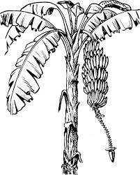 Banana tree coloring page is a high quality picture. Banana Tree Coloring Sheet High Quality Coloring Pages Coloring Home
