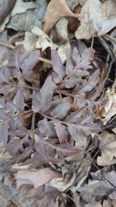 Image result for Botrychium dissectum