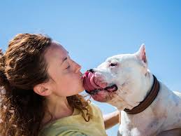 Point your dog's nose down so he's looking downward. Should You Let Your Dog Lick Your Face