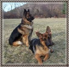 Lancaster puppies advertises puppies for sale in pa, as well as ohio, indiana, new york and other states. Pin On Gsd
