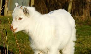 Kids On The Menu Baby Goat Is Heading To A Supermarket Near You Baby Goats Goats Kids Menu