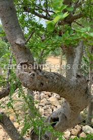 Image result for Commiphora africana