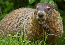 Place bait in the back of the trap. Groundhog Trapping Removal Michigan Wildlife Solutions