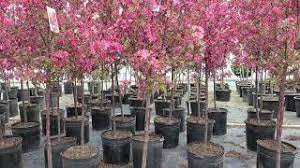 By admin_nicolemarch 21, 2016march 5th, 2019no comments. Malus Royal Raindrop Crabapple A Fantastic Top Performing Disease Resistant Small Tree Youtube