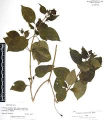 Image result for Lantana moldenkei