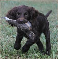 Find the perfect puppy for you and your family. Boykin Spaniel Puppy For Sale Off 50 Www Usushimd Com