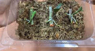 Image result for orchid cuttings