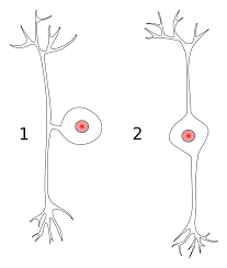 String the beads using the pattern in the diagrams below. Pseudounipolar Neuron Wikipedia