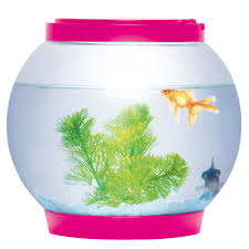 Tetrafin goldfish flakes are a nutritionally complete daily diet for all goldfish and small koi. Greenfields 5 Litre Glass Fish Bowl Led Light Aquarium Goldfish Betta Tank Accessories Buy Online In Cape Verde At Capeverde Desertcart Com Productid 160787390