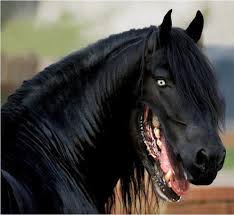Watch the adorable friendship between a dog and a horse.•subscribe. Thanks I Hate This Picture Of A Horse With A Dog S Mouth Tihi