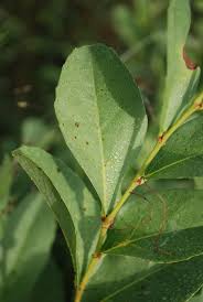 Image result for Cissus cornifolia