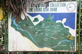 Image result for Afrostyrax kamerunensis