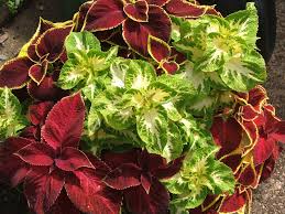 Image result for Coleus