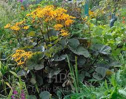 Image result for Vernonia centaureoides