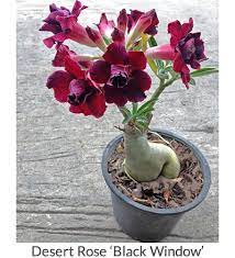 Plant sale reservations are now closed. Desert Rose Plant Adenium For Sale Desert Rose Plant Care