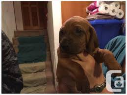 Search for dogs for adoption at shelters near buffalo, ny. Redbone Coonhounds Puppies For Sale For Sale In New Westminster British Columbia Classifieds Canadianlisted Com