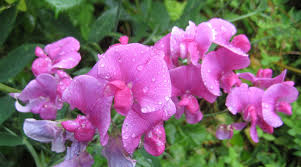 Lathyrus species, everlasting sweet pea, spring pea, spring vetchling, spring vetch lathyrus vernus. Sensational Sweet Peas Sunset Magazine