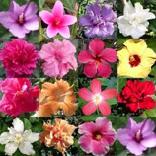 We provide gifts flower delivery service in philippines on door to door same day. Hidden Valley Hibiscus Worldwide Hibiscus Garden In The Philippines