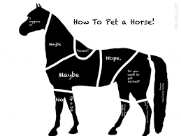 How To Pet A Horse Funny Horse Memes Funny Horses Funny Animal Memes