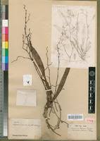 Image result for Angraecum calceolus