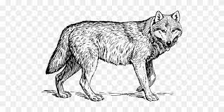 Realistic wolf coloring pages are a fun way for kids of all ages to develop creativity, focus, motor skills and color recognition. Realistic Wolf Coloring Pages Png Free Realistic Wolf Coloring Pages Png Transparent Images 142089 Pngio