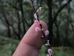 Image result for Hylodesmum