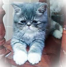 Que Seriedad Que Adorable Sevimli Kediler Kedi Iran Kedisi