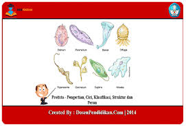 Sebelas sistem organ utama terdapat pada hewan, walaupun pada beberapa hewan tertentu tidak memiliki salah satu dari sistem organ tersebut. Protista Pengertian Ciri Klasifikasi Struktur Dan Peran
