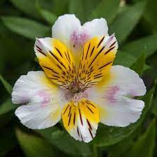 Alstromeria Inca Smile Alstroemeria Plants Alstromeria