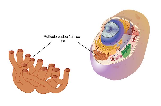 Retículo endoplasmico
liso