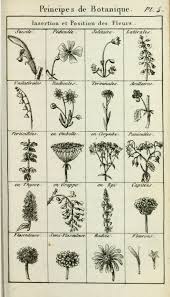 Antique Botanical Prints Black And White 