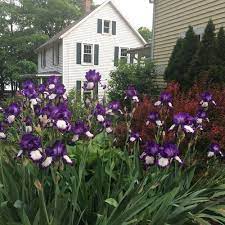 These cheery flowers are in full bloom when most other plants are still waking up. Gardening Every Square Foot Finegardening