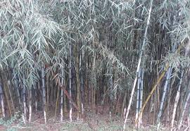 Image result for Oldeania alpina