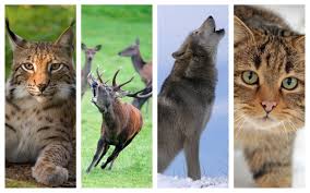 Toți patru au plecat împreună în căutarea locului potrivit și. Animale SÄƒlbatice Din Romania Ce Specii Sunt Cele Mai Numeroase