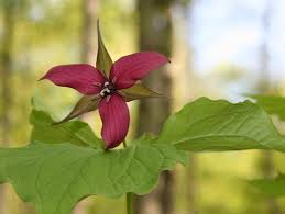 Unfollow trillium plants to stop getting updates on your ebay feed. Demographic Responses Of Rare Forest Plants To Multiple Stressors The Role Of Deer Invasive Species And Nutrients Davalos 2014 Journal Of Ecology Wiley Online Library
