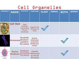 Unlike those of the prokaryotes, the components of eukaryotic (higher plants, algae, and fungi) cell walls are the composition of the cell wall (cellulose in plant cells and algae and chitin in fungi) makes it very ideal to function as a structural support of the cell itself. Cell Organelles Both Name Ms Tribal Tribune Power Plant Plant Wando Ppt Download