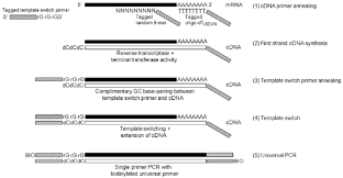 Prepare master mix for 1st strand cdna (always on ice) 5. Pre Amplification Scheme 1 First Strand Cdna Synthesis Is Primed Download Scientific Diagram